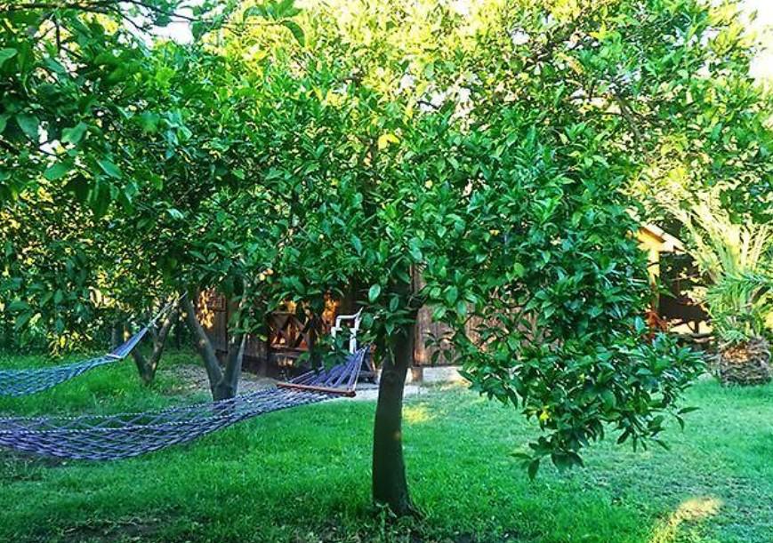 Deniz Pension