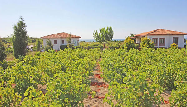 Karina Vineyard House