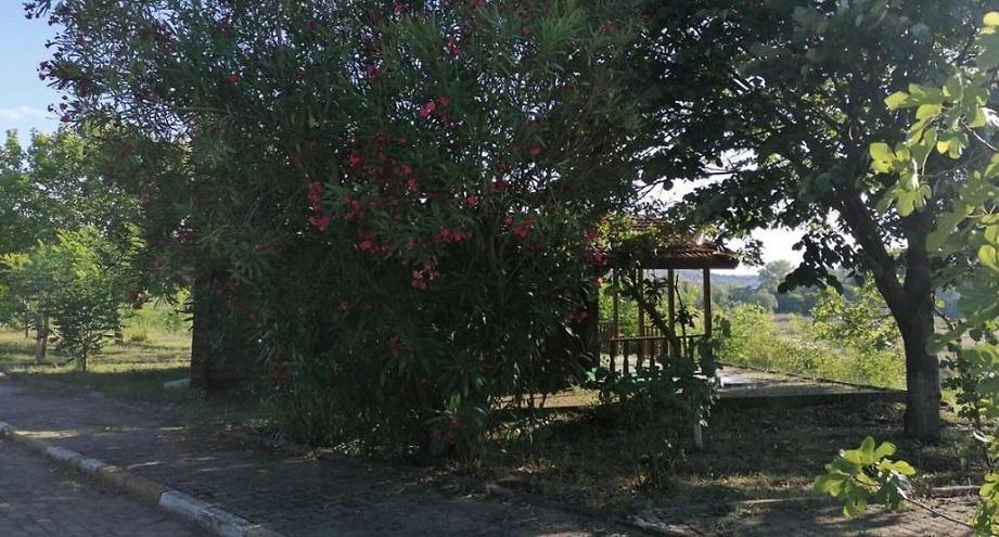 Live Asist Beach Canli Orman