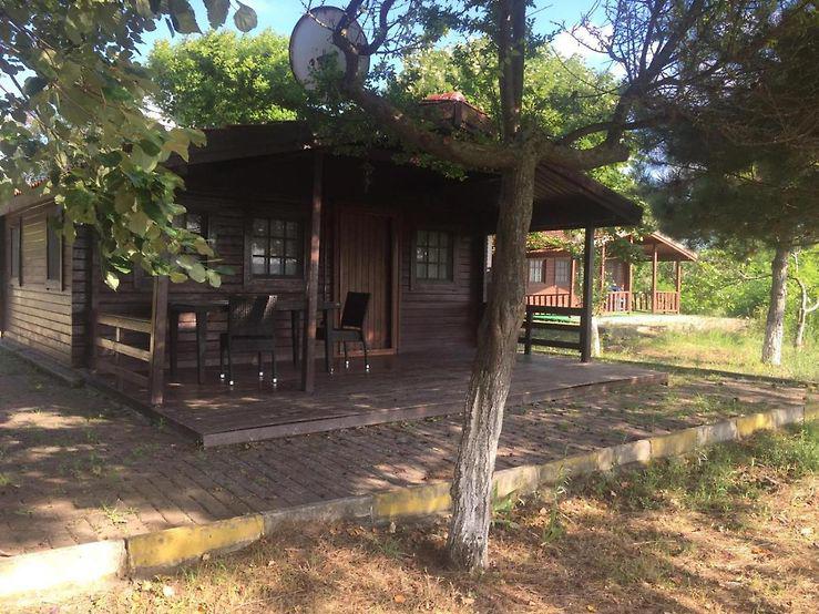 Live Asist Beach Canli Orman