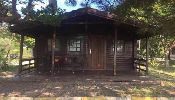 Live Asist Beach Canli Orman