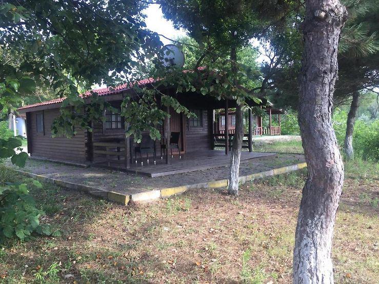 Live Asist Beach Canli Orman