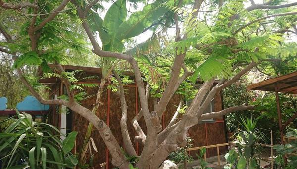 Green Bungalow