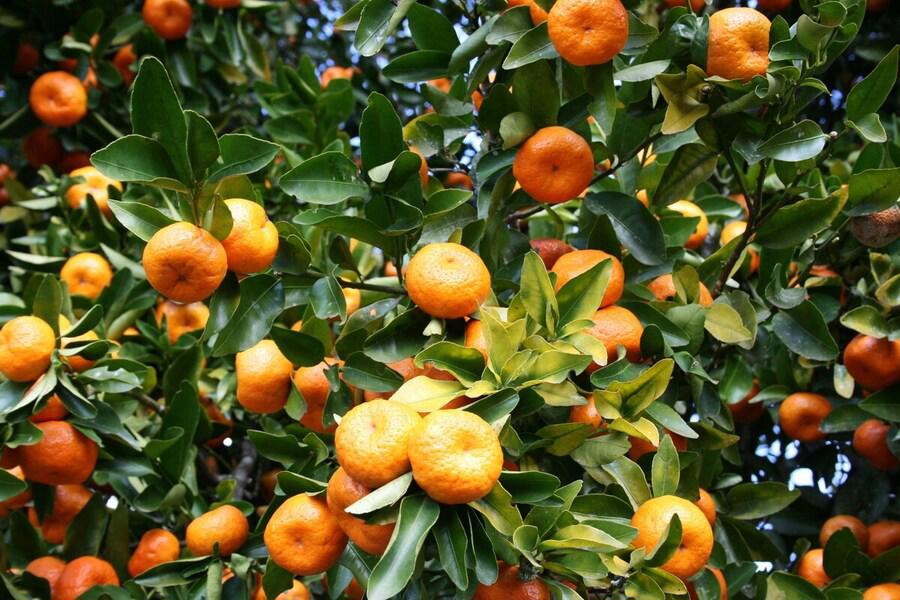 Fruit Tree Villa