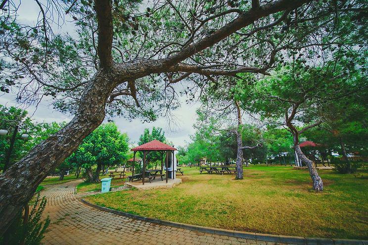 The Pine View