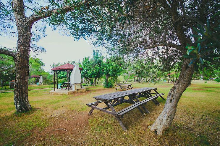The Pine View