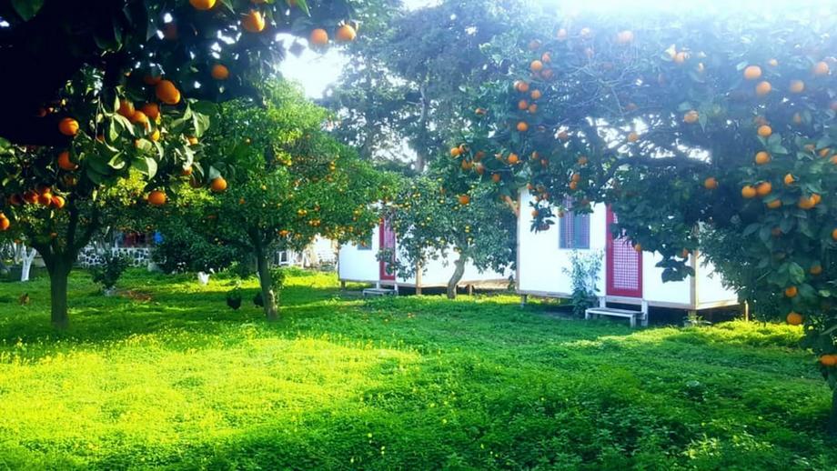 Bodrum Ecofarm Camp Hostel