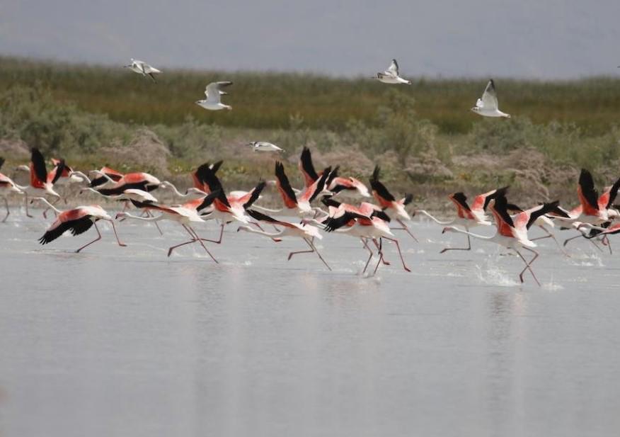 Sultan Pansion Bird Paradise