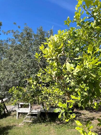 Olympos Angels Garden