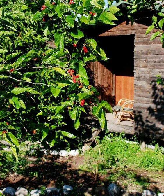 Olympos Deep Green Bungalows