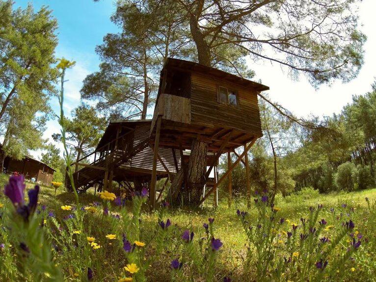 Olympos Woods