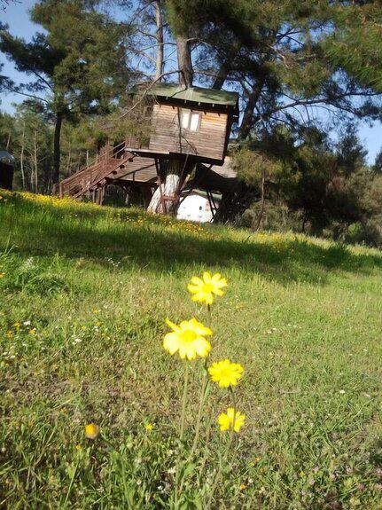 Olympos Woods