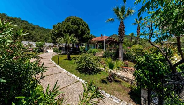 Villa Palm Tree