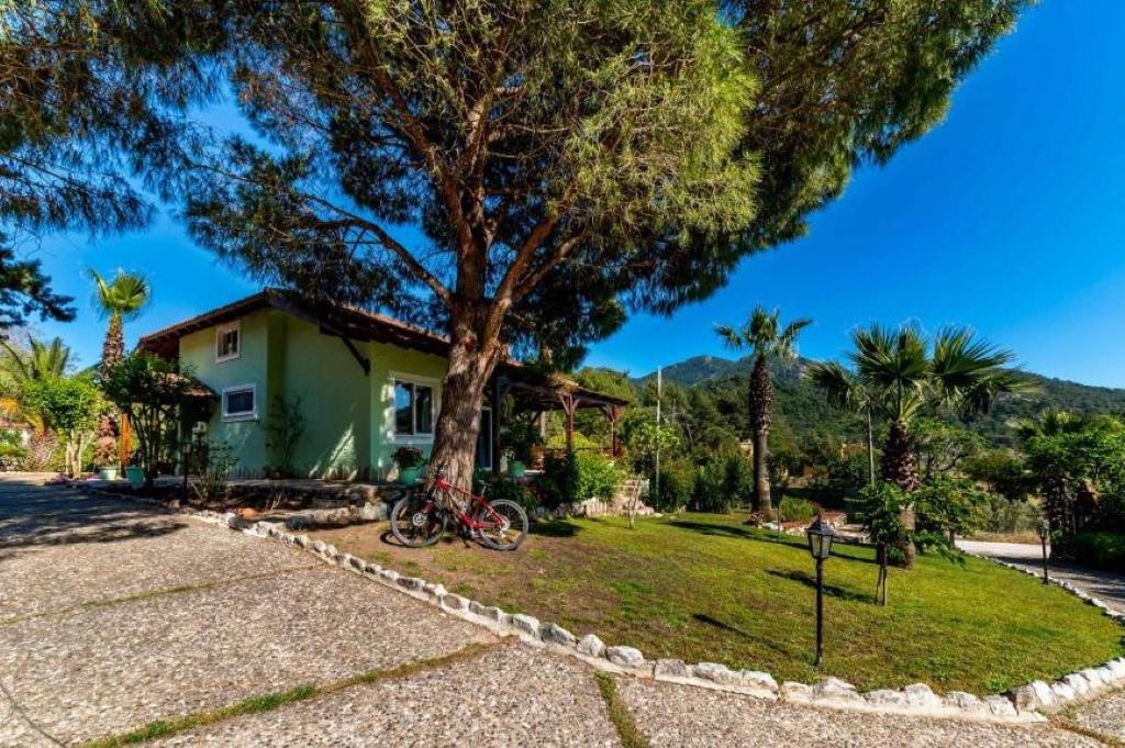 Villa Palm Tree