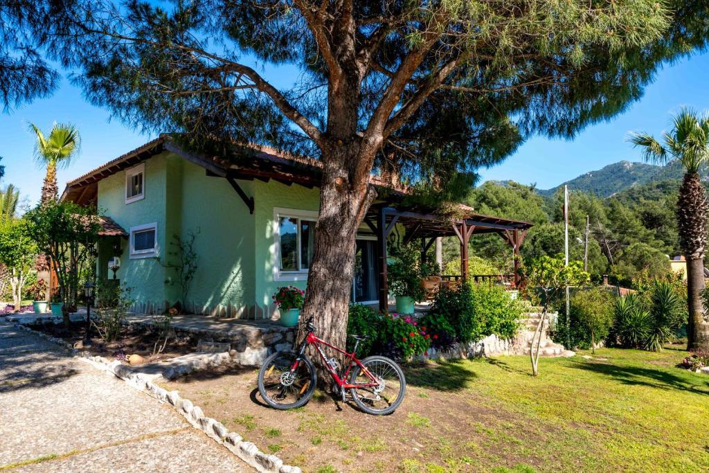 Villa Palm Tree