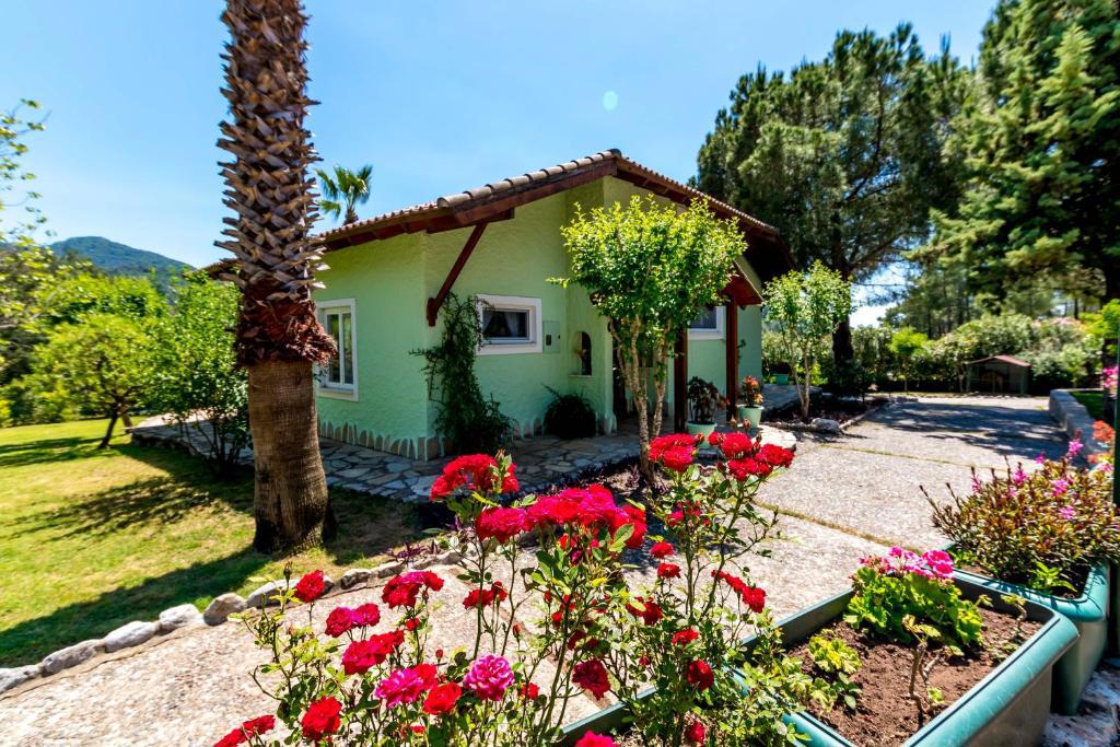 Villa Palm Tree