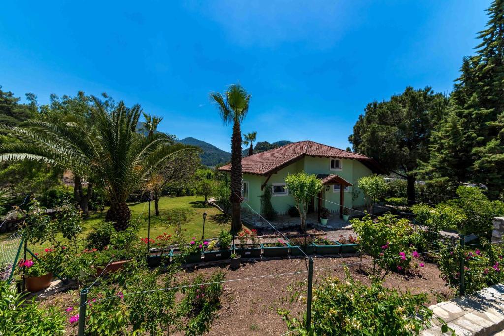 Villa Palm Tree