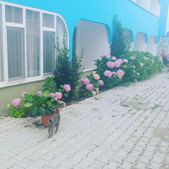 Ada Motel