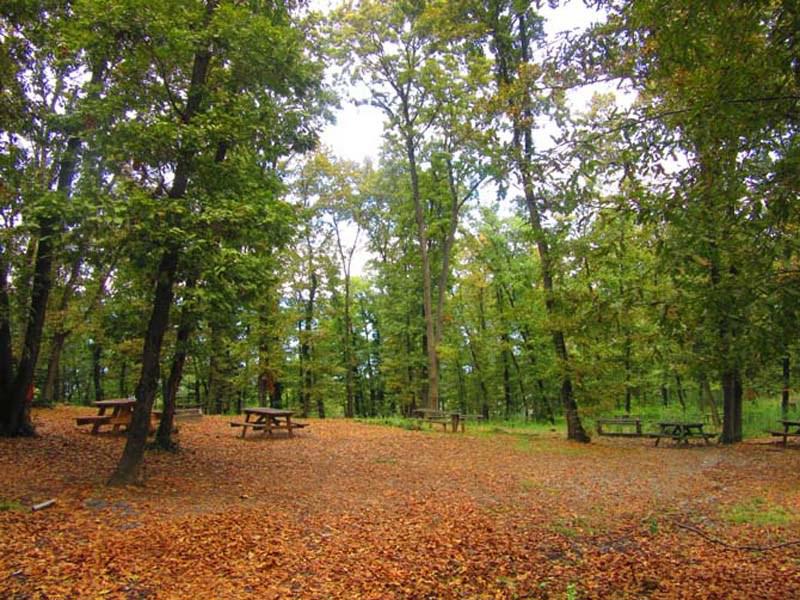 Sakarya Il Ormani Tabiat Parki Kampi
