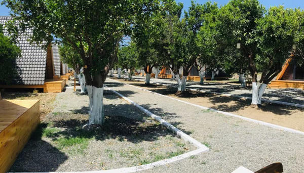 Limon Datça