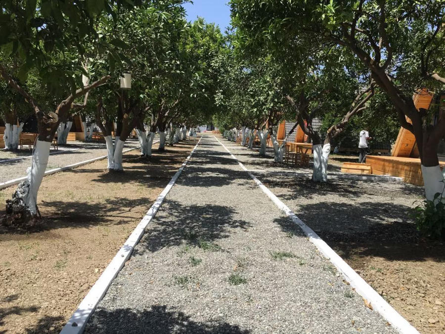 Limon Datça