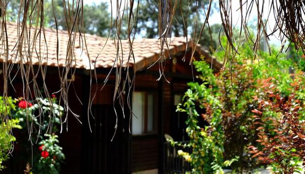 Koala Bungalows