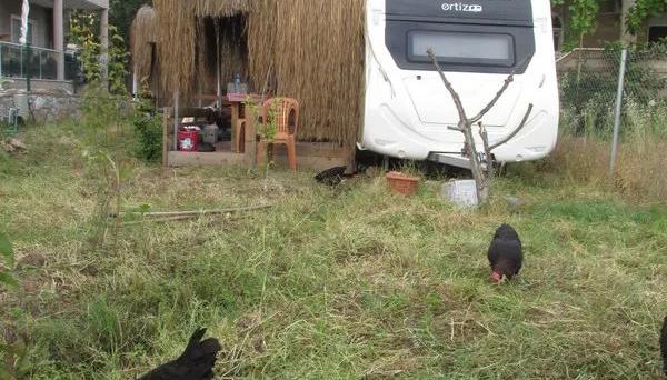 Çınar Karavan