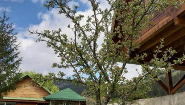 Yayla Bungalov Hotel