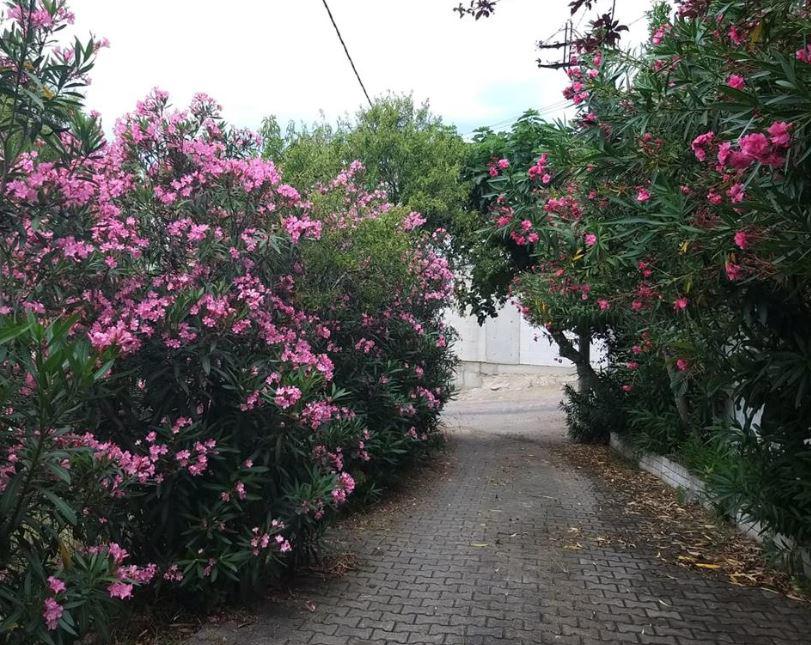 Villa Altinkum