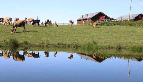 Badara Kafe & Pansiyon