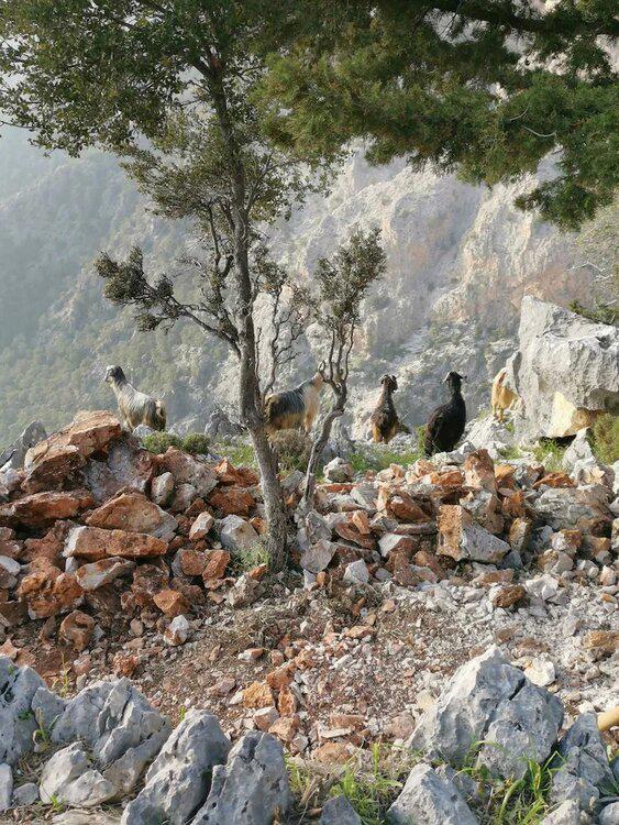 Türkdomes Glamping Fethiye