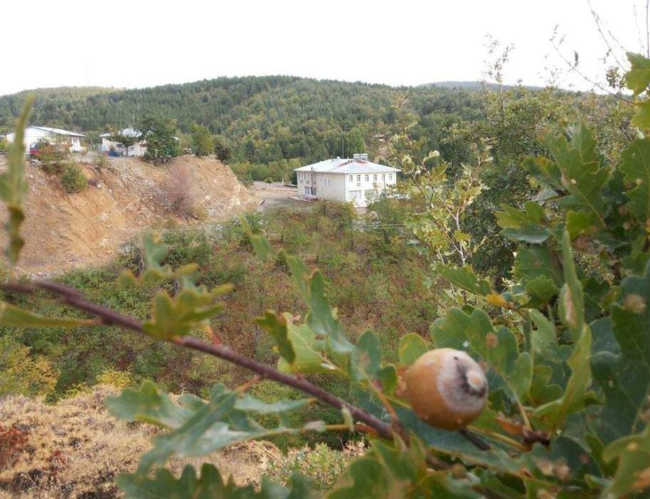 The Hilltop