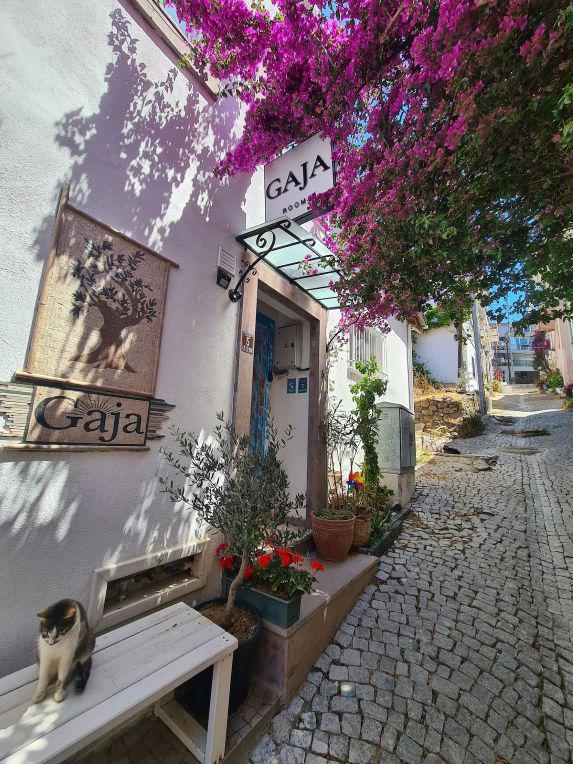 Gaja Ayvalık